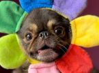 Sensacja TikToka King Chilli the Pug miażdży cel GoFundMe dotyczący operacji ratującej życie