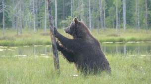 Szef UE ds. środowiska mówi, że ponowne przykrywanie granic może pomóc powstrzymać inwazje: 