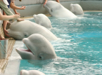30 białuch, kt&oacute;re zostaną pozostawione na śmierć w zamkniętym parku w Kanadzie, zostanie wysłanych do ogrod&oacute;w zoologicznych w USA i Hiszpanii