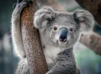 Koala Claude stara się samodzielnie osłabić populację koali